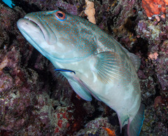 Plectropomus leopardus