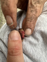 Elhamma australasiae