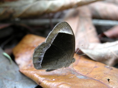 Mycalesis anaxias