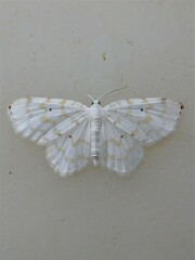 Hydrelia albifera