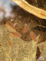 Eubranchipus vernalis