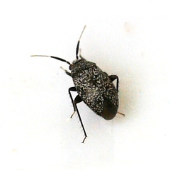 Atractotomus mali