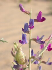 Astragalus lentiginosus variabilis