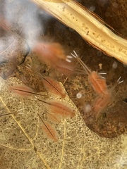 Eubranchipus vernalis