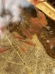 Eubranchipus vernalis