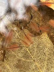 Eubranchipus vernalis