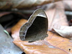 Mycalesis anaxias