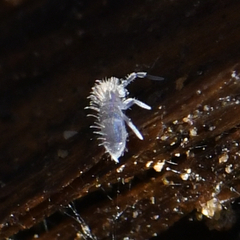 Collembola