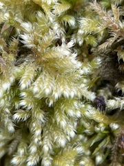 Ctenidium molluscum