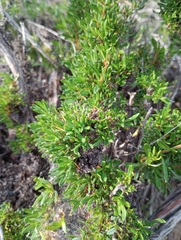Adenostoma fasciculatum