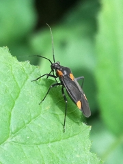 Capsodes flavomarginatus