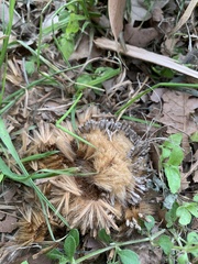 Platanus occidentalis