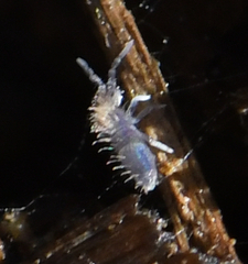 Collembola