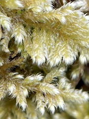 Ctenidium molluscum
