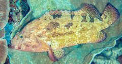Epinephelus fuscoguttatus