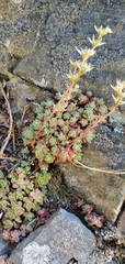 Sedum