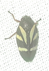 Deois flavopicta