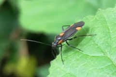 Capsodes flavomarginatus