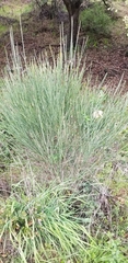 Cytisus scoparius