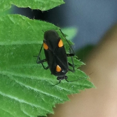 Capsodes flavomarginatus