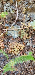 Sedum