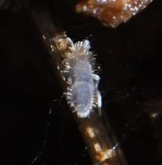 Collembola