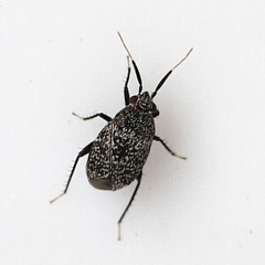 Atractotomus mali