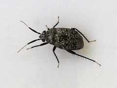 Atractotomus mali