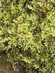 Ctenidium molluscum
