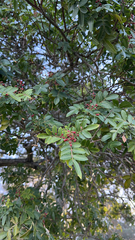 Schinus terebinthifolia