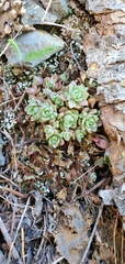 Sedum