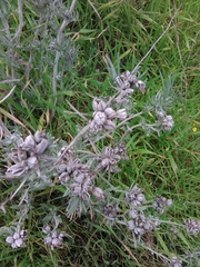 Tetradymia comosa