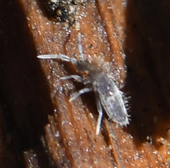 Collembola