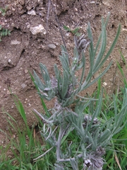 Tetradymia comosa
