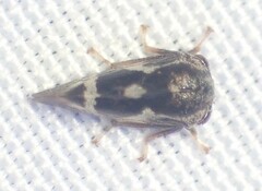 Cyrtolobus