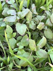 Clarkia unguiculata
