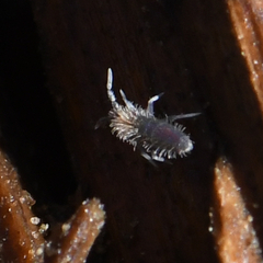 Collembola