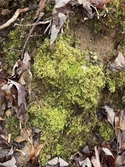 Ctenidium molluscum