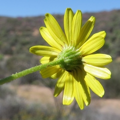 Osteospermum microcarpum
