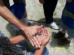 Centruroides gracilis