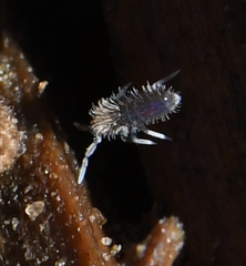 Collembola