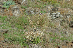 Matthiola maderensis