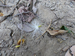Pochota fendleri