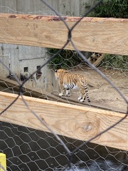 Panthera tigris altaica