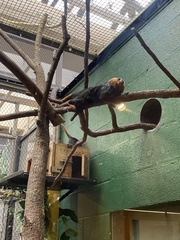 Leontopithecus chrysomelas