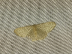 Pleuroprucha