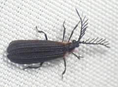 Leptoceletes basalis