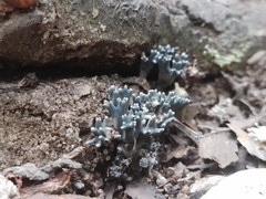 Phaeoclavulina cyanocephala