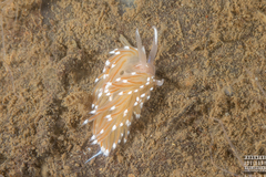 Facelina bostoniensis