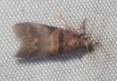 Acrobasis angusella